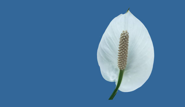 istock aracear flower or peace lily flower 1878609111