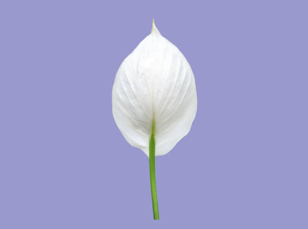 istock aracear flower or peace lily flower 1878610136