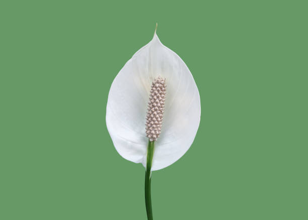 istock aracear flower or peace lily flower 1878610137