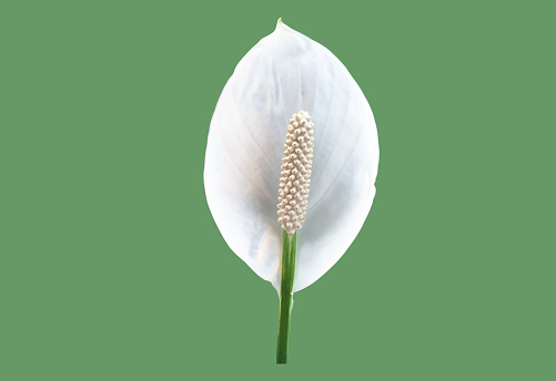 white aracear flower or peace lily flower Isolated on green background with clipping paths.