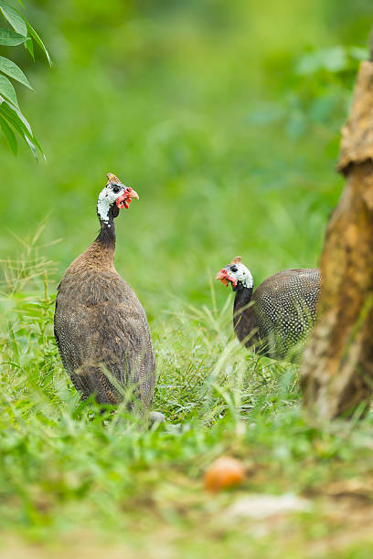 istock Helmuted Guinea Fowl 187861063