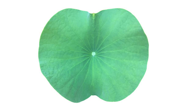 istock waterlily or lotus plants 1878610990