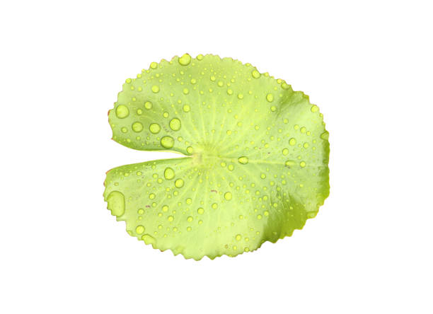 Lotus or waterlily plants, leaf, bud, flower and tree isolated on white background with clipping paths.