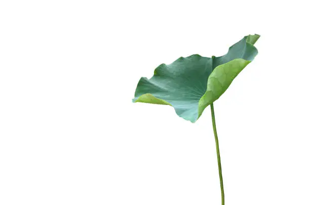 Waterlily or lotus plants, bud, leaf, flower, tree and head isolated on white background with clipping paths.
