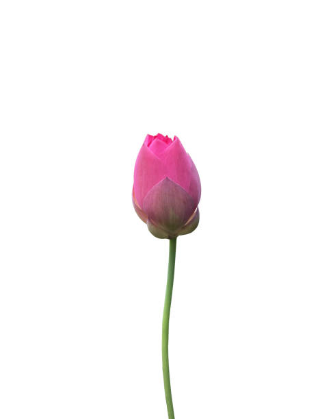 istock waterlily or lotus plants 1878614271