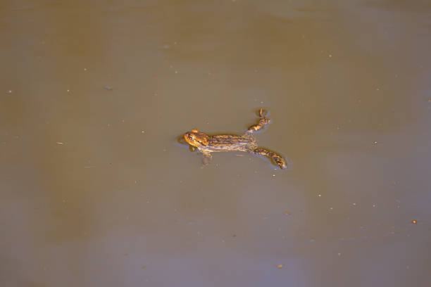 istock Brown frog in the water 187861506