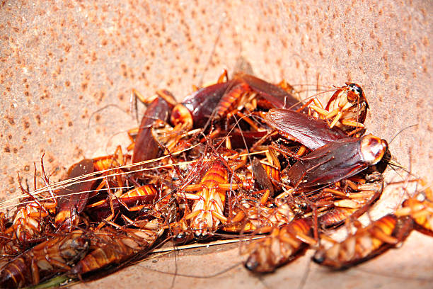 istock Cockroaches to dead and combination in bin. 187861947