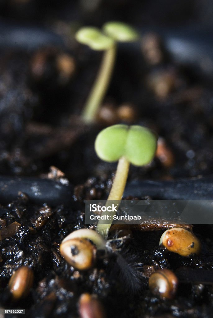 Seedling Germination germination tray Agriculture Stock Photo