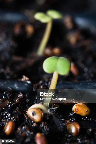Seedling Stock Photo - Download Image Now - Agriculture, Broccoli, Cabbage
