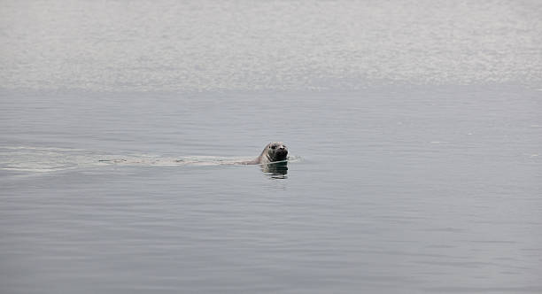 istock Seals swimming in the ocean. 187862144