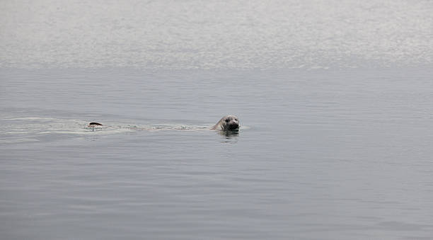istock Seals swimming in the ocean. 187862417