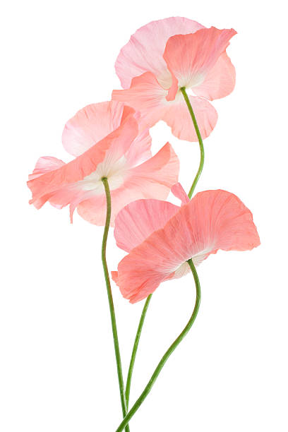 amapola - poppy pink close up cut flowers fotografías e imágenes de stock