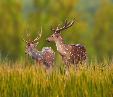 Deers Live in groups and are very social. They are always very alert and are always waiting for danger