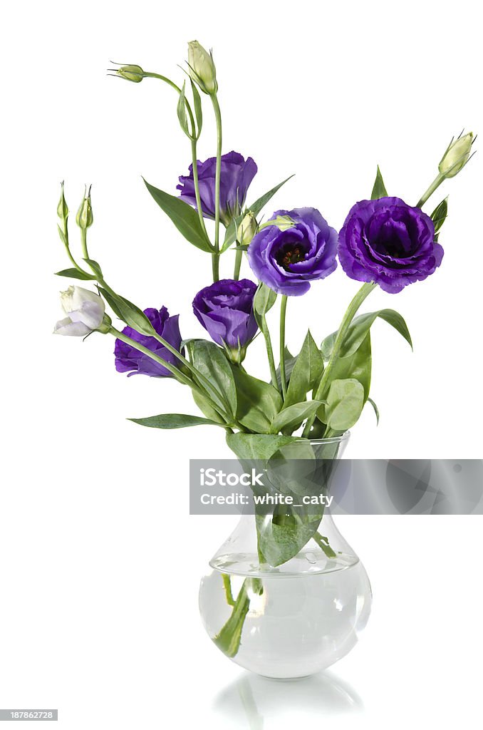 Eustoma flores - Foto de stock de Artigo de decoração royalty-free