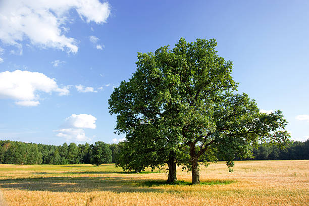 istock Summer landscape with a tree and field of crops 187862753