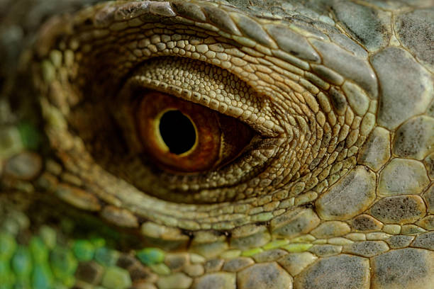 istock green iguana eye 187863093