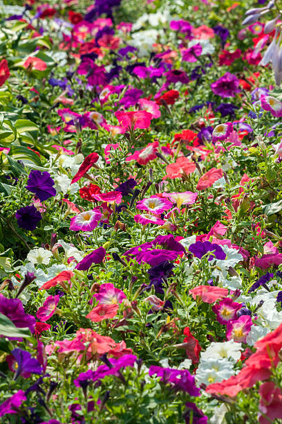 istock Color carpet of calendula 187863349