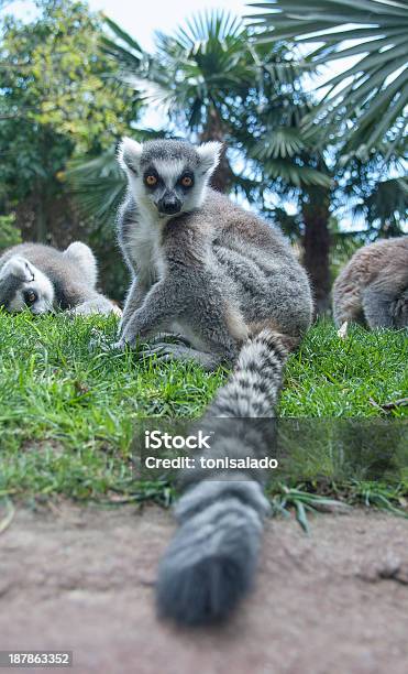 Lemur Stock Photo - Download Image Now - Africa, Animal, Animal Wildlife