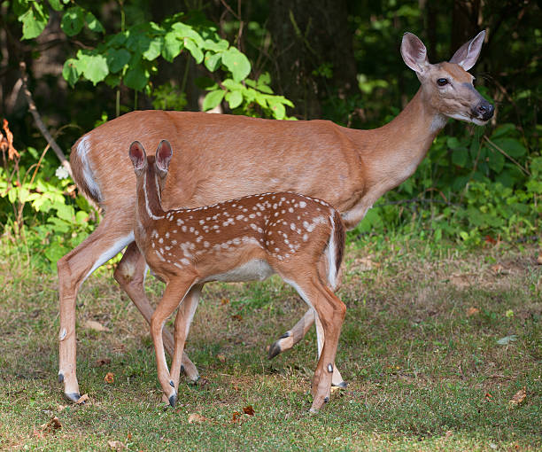 istock Doe and Fawn 187863432