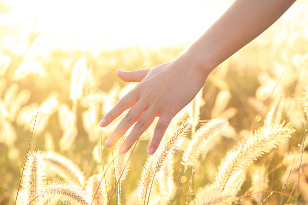 istock Hand in a field-XXL 187863644
