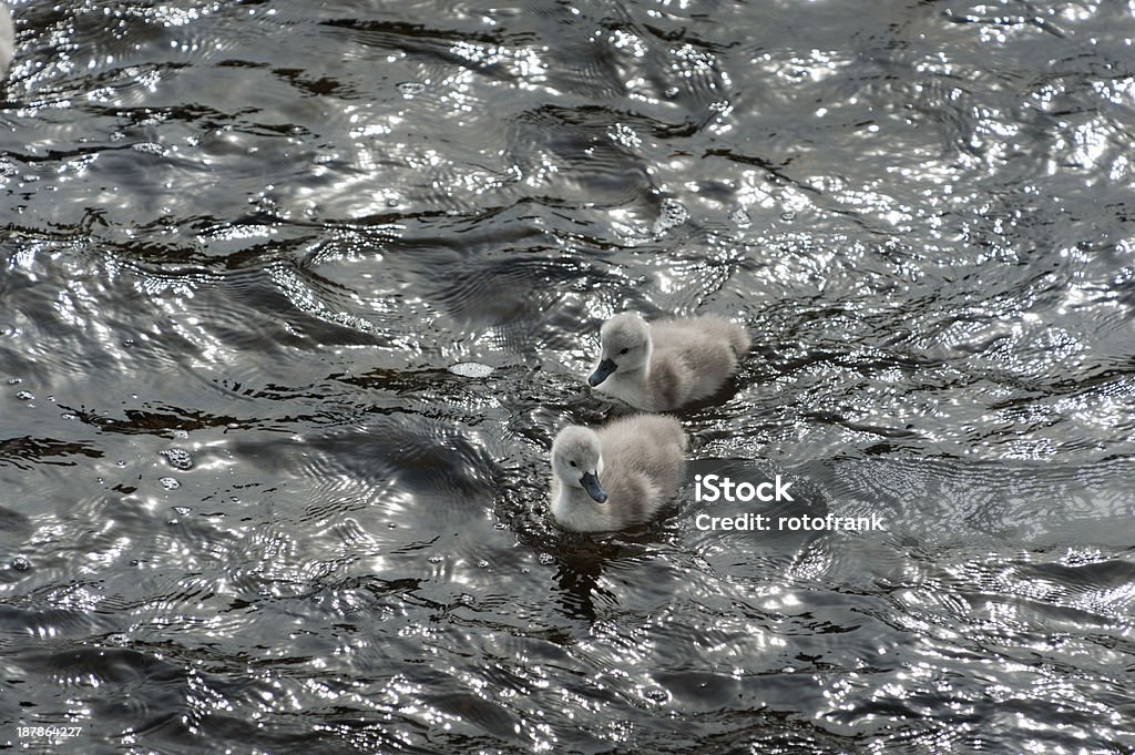 mute swan , Cygnus olor,  chicken Animal Stock Photo