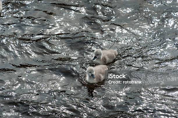 Mute Swan Cygnus Olor Chicken Stock Photo - Download Image Now - Animal, Animal Themes, Animal Wildlife