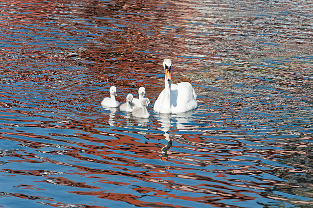 istock mute swan , Cygnus olor, with chicken 187864257