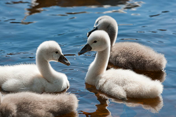 istock mute swan , Cygnus olor,  chicken 187864261
