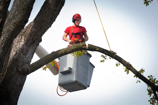 Subject: A tree surgeon arborist expert working on removing a tree branch with chain saw and heavy equipment.