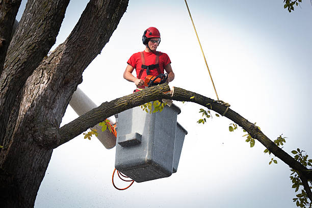 Tree Pruning Service Arborist Trimming Branches with Chainsaw Horizontal Subject: A tree surgeon arborist expert working on removing a tree branch with chain saw and heavy equipment. chainsaw lumberjack lumber industry manual worker stock pictures, royalty-free photos & images