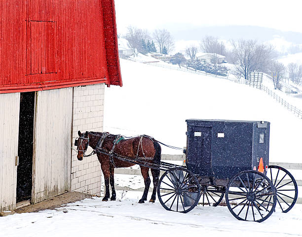 Amish Horse and Buggy in Snow Beautiful snowy day in Ohio's Amish country. The horse waits patiently with the buggy while the owner is in the barn. covered wagon horse cart snow winter stock pictures, royalty-free photos & images