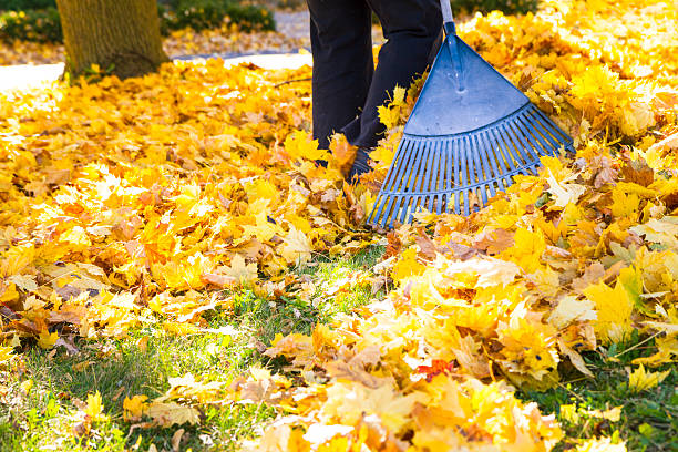istock Woman Raking Fall Leaves 187864528