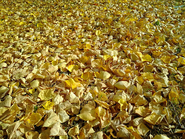fallen leaves stock photo