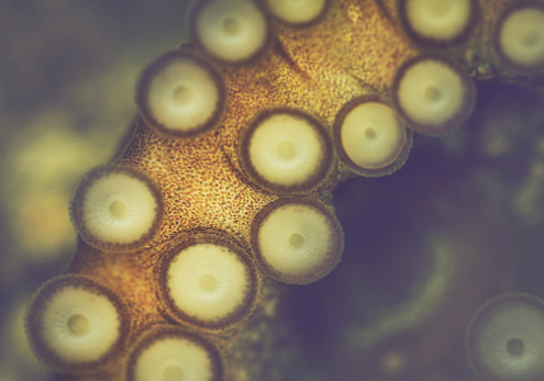 Close up view of an octopus in a fish tank, tentacle details with black copy space