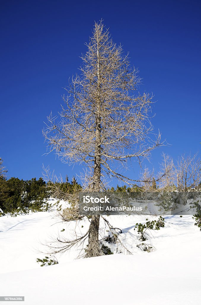 カラマツで、乾燥した雪のジュリアンアルプス - カラマツ属のロイヤリティフリーストックフォト