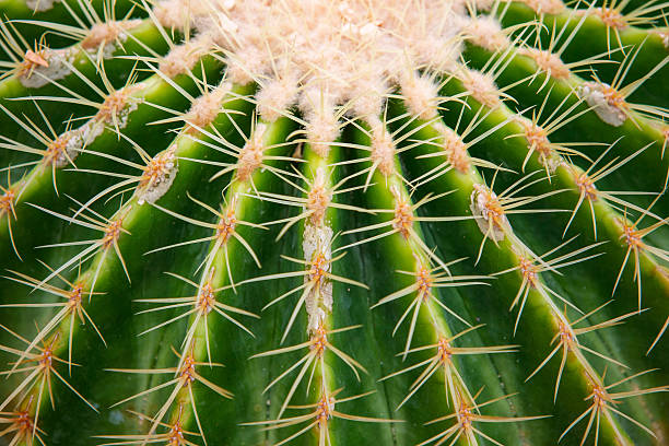 istock Closeup of globe shaped cactus 187867331