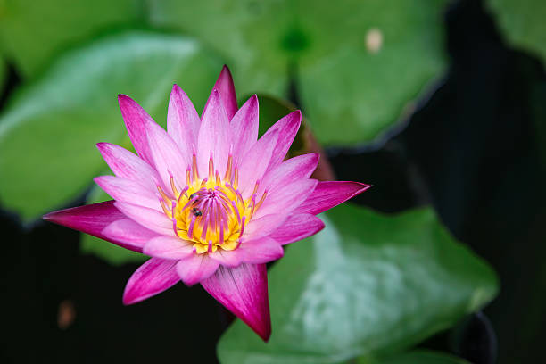istock Beautiful pink lotus in the pond 187867437