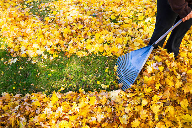 Woman Raking Fall Leaves stock photo