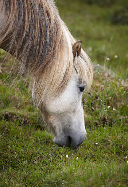 istock Icelandic horse grazing on the ground 187867765