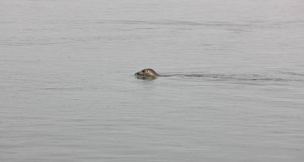 istock Seal swimming in the ocean 187867799