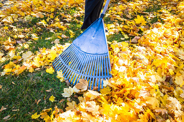 istock Woman Raking Fall Leaves 187867944