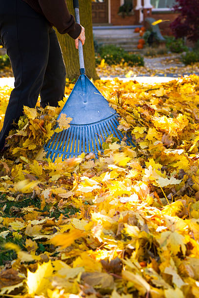 istock Woman Raking Fall Leaves 187867952