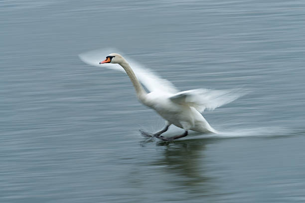 istock mute swan , Cygnus olor, flying landing, blurred motion 187868281