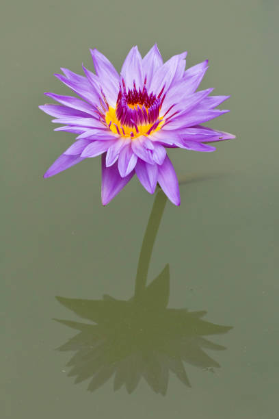 istock Blooming lotus in the water 187868365