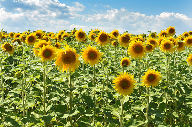 istock Sunflower field with blue sky 187868495
