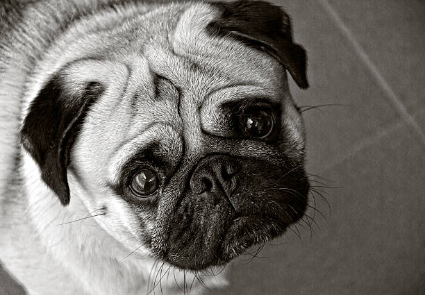 pug dog in black and white and his eyes wide open