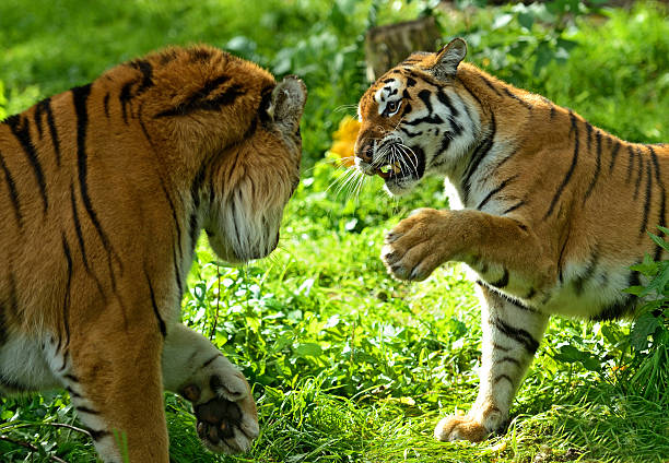 istock Portrait of tiger 187869997