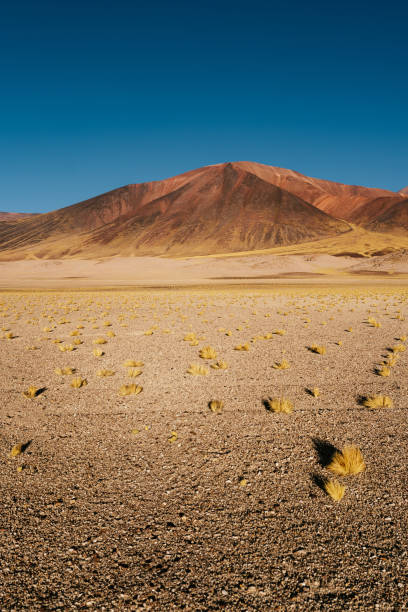 istock Highland landscape in Chile 1878700725