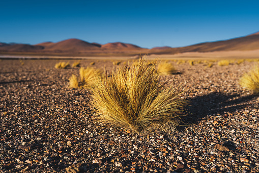 Typical grass of the South American highlands