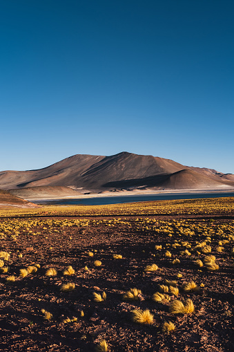 Altiplanic lagoons in the Atacama Desert